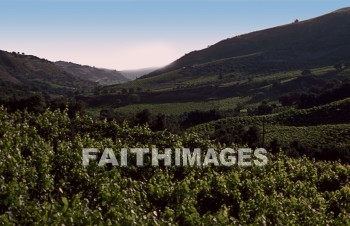 Grape, wine, vineyard, agriculture, hill, hill, outdoor, outdoors, farming, highland, highland, calm, calmness, nature, farm, field, beauty, bunch, crop, harvest, crete, hierakleion, grapes, wines, vineyards, agricultures