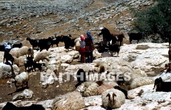 water, well, dig, watering, place, animal, valuable, deep, gibeah, sheep, Goat, Shepherd, animal, waters, wells, digs, Places, animals, valuables, deeps, goats, shepherds