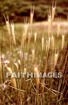 Wheat, grain, agriculture, harvest, farming, farm, gold, golden, straw, grains, agricultures, harvests, farms, straws