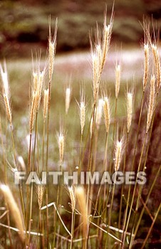 Wheat, grain, agriculture, harvest, farming, farm, gold, golden, straw, grains, agricultures, harvests, farms, straws