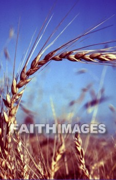 Wheat, grain, agriculture, harvest, farming, farm, gold, golden, straw, grains, agricultures, harvests, farms, straws