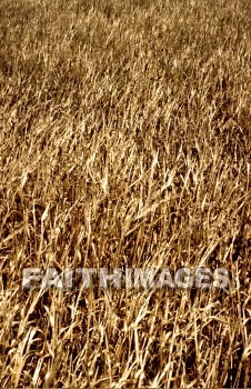 Wheat, grain, agriculture, harvest, farming, farm, gold, golden, straw, grains, agricultures, harvests, farms, straws