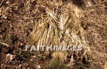 Wheat, grain, agriculture, harvest, farming, farm, gold, golden, straw, grains, agricultures, harvests, farms, straws