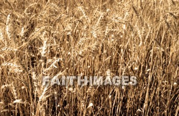 Wheat, grain, agriculture, harvest, farming, farm, gold, golden, straw, grains, agricultures, harvests, farms, straws