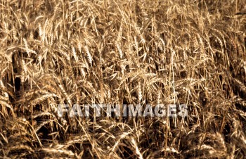 Wheat, grain, agriculture, harvest, farming, farm, gold, golden, straw, grains, agricultures, harvests, farms, straws