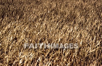 Wheat, grain, agriculture, harvest, farming, farm, gold, golden, straw, grains, agricultures, harvests, farms, straws