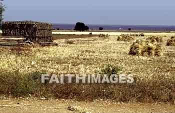 Wheat, grain, agriculture, harvest, farming, farm, gold, golden, straw, grains, agricultures, harvests, farms, straws