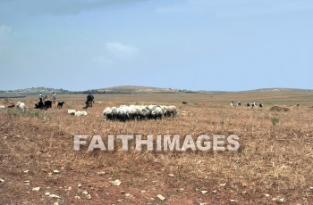 yutta, Shepherd, sheep, defend, guard, pilot, protect, safeguard, shield, usher, wool, gentle, food, harmless, lamb, soft, Sacrifice, less, honest, ingenious, innocent, naive, natural, open, plain, sincere