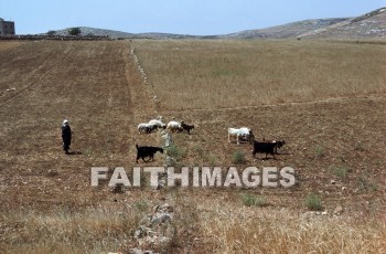 yutta, Shepherd, sheep, defend, guard, pilot, protect, safeguard, shield, usher, wool, gentle, food, harmless, lamb, soft, Sacrifice, less, honest, ingenious, innocent, naive, natural, open, plain, sincere