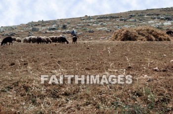 yutta, Shepherd, sheep, defend, guard, pilot, protect, safeguard, shield, usher, wool, gentle, food, harmless, lamb, soft, Sacrifice, less, honest, ingenious, innocent, naive, natural, open, plain, sincere