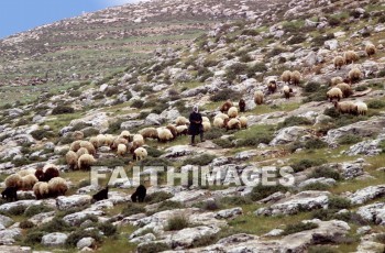 yutta, Shepherd, sheep, defend, guard, pilot, protect, safeguard, shield, usher, wool, gentle, food, harmless, lamb, soft, Sacrifice, less, honest, ingenious, innocent, naive, natural, open, plain, sincere