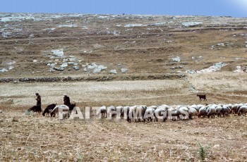 yutta, Shepherd, sheep, defend, guard, pilot, protect, safeguard, shield, usher, wool, gentle, food, harmless, lamb, soft, Sacrifice, less, honest, ingenious, innocent, naive, natural, open, plain, sincere