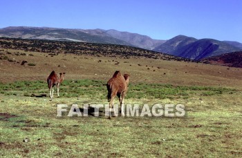 Camel, animal, Cud-chewing, mammal, brown, antioch, turkey, outdoors, desert, camels, animals, mammals, deserts