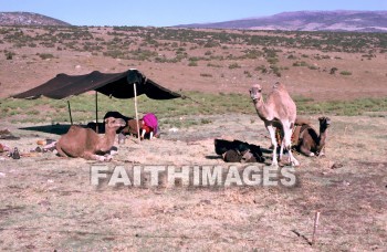 Camel, animal, Cud-chewing, mammal, brown, antioch, turkey, outdoors, desert, camels, animals, mammals, deserts