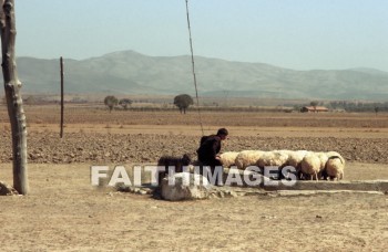 well, sheep, antioch, pisidia, Isparta, turkey, paul, Barnabas, ancient, culture, Ruin, archaeology, old, antiquity, bygone, day, time, distant, past, early, history, wells, ancients, cultures, ruins, days