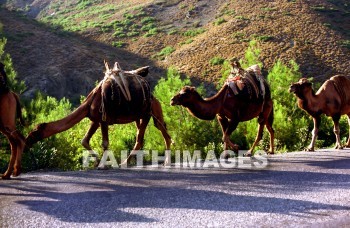 Camel, animal, herd, wildlife, outdoors, plain, grassland, grass, outside, mammal, adramyttium, Mysia, Roman, province, Asia, shipping, transportation, caravan, camels, animals, herds, plains, grasslands, grasses, outsides, mammals