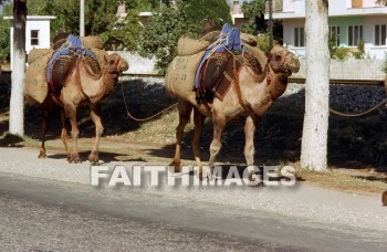 Camel, animal, herd, wildlife, outdoors, plain, grassland, grass, outside, mammal, adramyttium, Mysia, Roman, province, Asia, shipping, transportation, caravan, camels, animals, herds, plains, grasslands, grasses, outsides, mammals