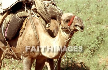 Camel, animal, herd, wildlife, outdoors, plain, grassland, grass, outside, mammal, adramyttium, Mysia, Roman, province, Asia, shipping, transportation, caravan, camels, animals, herds, plains, grasslands, grasses, outsides, mammals