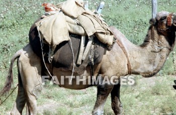 Camel, animal, herd, wildlife, outdoors, plain, grassland, grass, outside, mammal, adramyttium, Mysia, Roman, province, Asia, shipping, transportation, caravan, camels, animals, herds, plains, grasslands, grasses, outsides, mammals