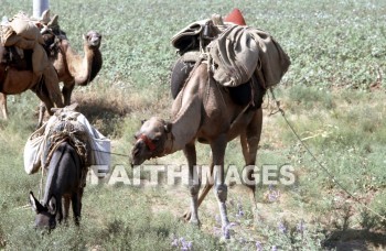 Camel, animal, herd, wildlife, outdoors, plain, grassland, grass, outside, mammal, adramyttium, Mysia, Roman, province, Asia, shipping, transportation, caravan, camels, animals, herds, plains, grasslands, grasses, outsides, mammals