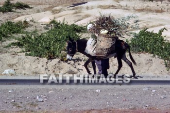 donkey, work, animal, Cappadocia, Asia, turkey, minor, Pontus, Syria, Armenia, cilicia, lycaonia, road, Cilician, gate, Taurus, mountain, Roman, empire, Chistians, spread, Gospel, basket, Donkeys, works, animals