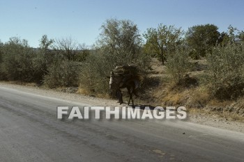 donkey, work, animal, Cappadocia, Asia, turkey, minor, Pontus, Syria, Armenia, cilicia, lycaonia, road, Cilician, gate, Taurus, mountain, Roman, empire, Chistians, spread, Gospel, woman, basket, Donkeys, works