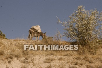 donkey, work, animal, Cappadocia, Asia, turkey, minor, Pontus, Syria, Armenia, cilicia, lycaonia, road, Cilician, gate, Taurus, mountain, Roman, empire, Chistians, spread, Gospel, Donkeys, works, animals, roads