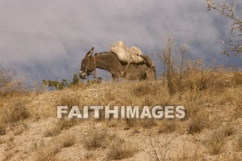 donkey, work, animal, Cappadocia, Asia, turkey, minor, Pontus, Syria, Armenia, cilicia, lycaonia, road, Cilician, gate, Taurus, mountain, Roman, empire, Chistians, spread, Gospel, Donkeys, works, animals, roads