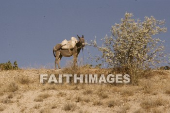 donkey, work, animal, Cappadocia, Asia, turkey, minor, Pontus, Syria, Armenia, cilicia, lycaonia, road, Cilician, gate, Taurus, mountain, Roman, empire, Chistians, spread, Gospel, Donkeys, works, animals, roads