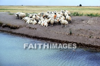 sheep, animal, derbe, turkey, paul, Barnabas, Third, missionary, trip, town, small, city, lycaonian, district, Lystra, stream, animals, thirds, missionaries, trips, towns, cities, districts, streams