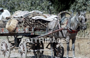 Ephesus, horse, wagon, past, remote, early, history, distant, time, bygone, day, antiquity, ancient, old, archaeology, Ruin, anthropology, culture, christian, Roman, Mediterranean, turkey, horses, wagons, histories, times