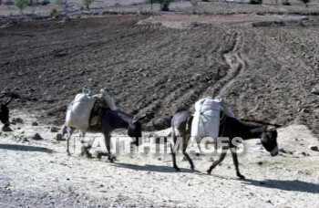 galatia, territory, ancient, central, Asia, minor, Ankara, turkey, donkey, burden, carrying, animal, territories, ancients, Donkeys, burdens, animals