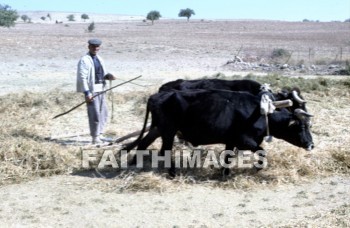 galatia, territory, ancient, central, Asia, minor, Ankara, turkey, threshing, floor, harvesting, Treading, Sledge, winnowing, sifting, agriculture, farming, ox, farmer, animal, territories, ancients, floors, sledges, agricultures, oxen