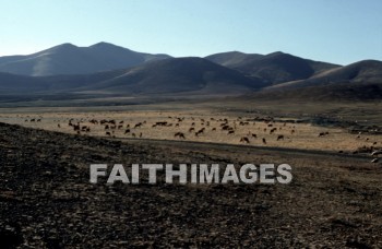 haran, Charran, turkey, Mesopotamia, Terah, Abram, sarai, lot, Eliezer, Isaac, Jacob, Rachel, Leah, laban, cattle, grazing, mountain, pasture, meat, agriculture, lots, mountains, pastures, meats, agricultures