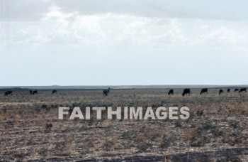 haran, Charran, turkey, Mesopotamia, Terah, Abram, sarai, lot, Eliezer, Isaac, Jacob, Rachel, Leah, laban, cattle, grazing, mountain, pasture, meat, agriculture, lots, mountains, pastures, meats, agricultures