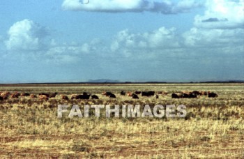 haran, Charran, turkey, Mesopotamia, Terah, Abram, sarai, lot, Eliezer, Isaac, Jacob, Rachel, Leah, laban, cattle, grazing, mountain, pasture, meat, agriculture, lots, mountains, pastures, meats, agricultures