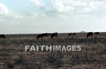 haran, Charran, turkey, Mesopotamia, Terah, Abram, sarai, lot, Eliezer, Isaac, Jacob, Rachel, Leah, laban, cattle, grazing, mountain, pasture, meat, agriculture, lots, mountains, pastures, meats, agricultures