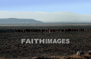 haran, Charran, turkey, Mesopotamia, Terah, Abram, sarai, lot, Eliezer, Isaac, Jacob, Rachel, Leah, laban, cattle, grazing, mountain, pasture, meat, agriculture, lots, mountains, pastures, meats, agricultures