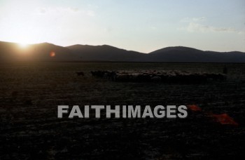 haran, Charran, turkey, Mesopotamia, Terah, Abram, sarai, lot, Eliezer, Isaac, Jacob, Rachel, Leah, laban, sheep, wool, meat, following, leading, gentle, evening, sunset, animal, lots, wools, meats