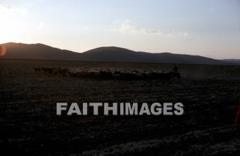 haran, Charran, turkey, Mesopotamia, Terah, Abram, sarai, lot, Eliezer, Isaac, Jacob, Rachel, Leah, laban, sheep, wool, meat, following, leading, gentle, evening, sunset, animal, lots, wools, meats