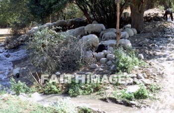 Laodicea, turkey, Asia, minor, Seven, church, Rich, needed, nothing, black, wool, carpet, Eye, salve, collyrium, medical, school, Ruin, archaeology, animal, sevens, Churches, wools, carpets, eyes, salves