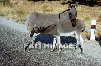 donkey, ass, animal, Mysia, turkey, Asia, minor, paul, silas, Second, missionary, journey, troas, Olive, tree, Donkeys, asses, animals, seconds, missionaries, journeys, Olives, trees