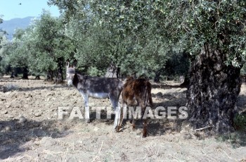 donkey, ass, animal, Mysia, turkey, Asia, minor, paul, silas, Second, missionary, journey, troas, Olive, tree, Donkeys, asses, animals, seconds, missionaries, journeys, Olives, trees