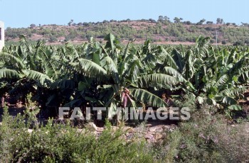 Pamphylia, hill, country, turkey, Roman, province, southern, Asia, minor, paul, First, missionary, journey, John, Mark, banana, plant, hills, countries, Romans, provinces, missionaries, journeys, marks, bananas, plants