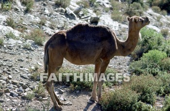 Camel, Pamphylia, hill, country, turkey, Roman, province, southern, Asia, minor, paul, First, missionary, journey, John, Mark, animal, camels, hills, countries, Romans, provinces, missionaries, journeys, marks, animals