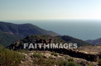 Camel, Pamphylia, hill, country, turkey, Roman, province, southern, Asia, minor, paul, First, missionary, journey, John, Mark, animal, camels, hills, countries, Romans, provinces, missionaries, journeys, marks, animals