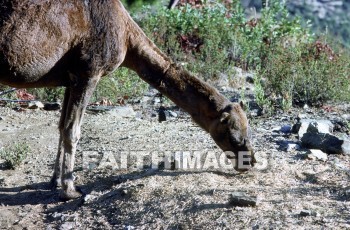 Camel, Pamphylia, hill, country, turkey, Roman, province, southern, Asia, minor, paul, First, missionary, journey, John, Mark, animal, camels, hills, countries, Romans, provinces, missionaries, journeys, marks, animals