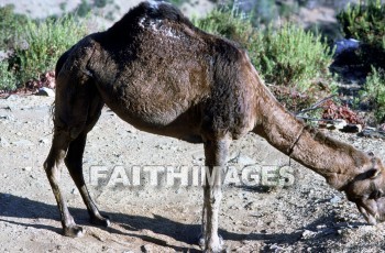 Camel, Pamphylia, hill, country, turkey, Roman, province, southern, Asia, minor, paul, First, missionary, journey, John, Mark, animal, camels, hills, countries, Romans, provinces, missionaries, journeys, marks, animals