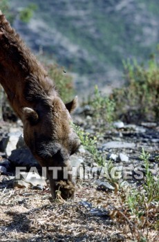 Camel, Pamphylia, hill, country, turkey, Roman, province, southern, Asia, minor, paul, First, missionary, journey, John, Mark, animal, camels, hills, countries, Romans, provinces, missionaries, journeys, marks, animals