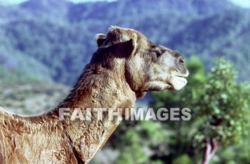 Camel, Pamphylia, hill, country, turkey, Roman, province, southern, Asia, minor, paul, First, missionary, journey, John, Mark, animal, camels, hills, countries, Romans, provinces, missionaries, journeys, marks, animals